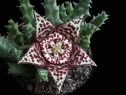 Stapelia - specie, îngrijire, reproducere, verde