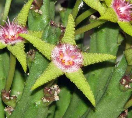 Stapelia - specie, îngrijire, reproducere, verde