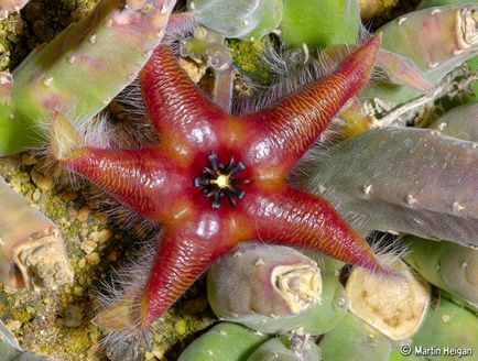 Stapelia - specie, îngrijire, reproducere, verde