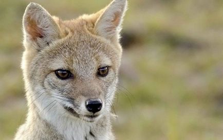 Степова лисиця - корсак - фото степової лисиці