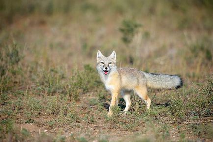 Степова лисиця - корсак - фото степової лисиці
