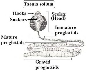 Simptomele ficatului de porc, tratamentul și semnele de infecție