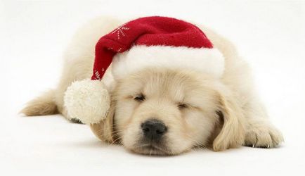 Tematikus Happy New Year 2018 A kutya a versek (új) Tematikus Happy New Year 2018 A kutya a versekben