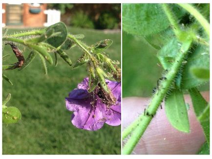 Aphids in petunias - cum sa lupti si cum sa tratezi