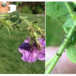 Aphids in petunias - cum sa lupti si cum sa tratezi