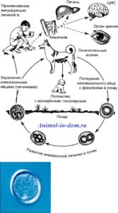 kutyák toxikariasis, kezelésére háziállatok