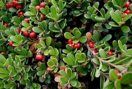 Bearberry - plante medicinale - longevitate sănătoasă