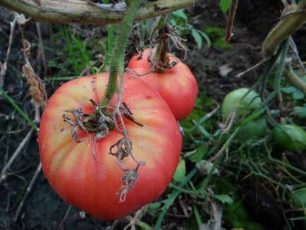 Tomato - Biysk Rose Descriere soi, recomandări pentru cultivare și îngrijire