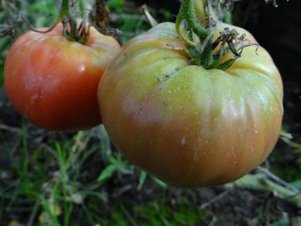 Tomato - Biysk Rose Descriere soi, recomandări pentru cultivare și îngrijire