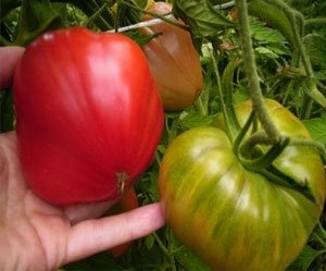 Tomato - Biysk Rose Descriere soi, recomandări pentru cultivare și îngrijire