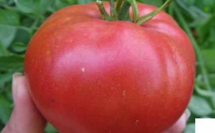 Paradicsom - Biysk Rose fajtaleírási, tanácsadás termesztése és gondozása