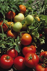 Tomato determinant lojain f1 1000 de semințe din Olanda