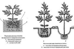 Roșii de cireș cultivând roșii în sere și sere