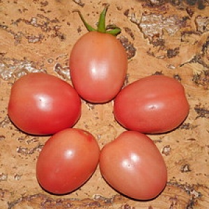 Томат - Зінуля - (10 насіння)