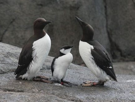 Кайра Тонкодзьоба (uria aalge) опис, харчування, види, фото