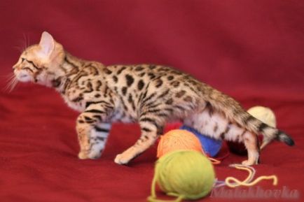 Toyger vagy bengáli (Moszkva tenyészetben bengáli macska) Toyger vagy bengal