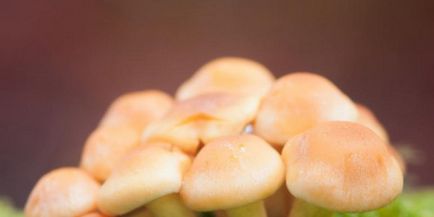 Trei moduri principale de a alege ciupercile