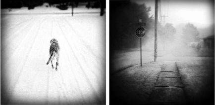 Atingerea lacrimilor aduce tribut memoriei câinelui decedat într-o serie de fotografii ale amantei-fotografului ei