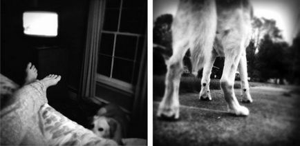 Megérintette a könnyek által tisztelgés a halott kutya egy fotósorozat úrnője, a fotós