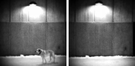 Atingerea lacrimilor aduce tribut memoriei câinelui decedat într-o serie de fotografii ale amantei-fotografului ei