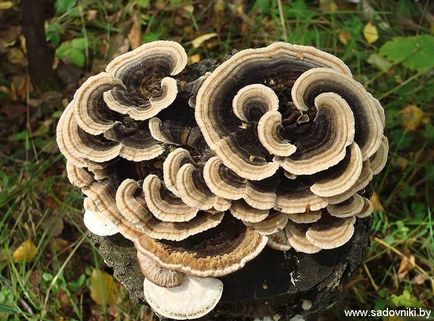 Trutoviki - ciuperci distrugătoare de lemn - 