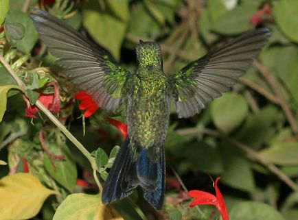 Uimitoare coadă de colibri zburând înainte