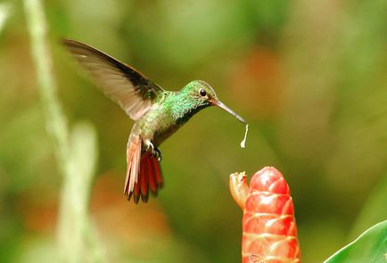Uimitoare coadă de colibri zburând înainte