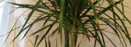 Frunzele galbene Dracaena - motiv și îngrijire la domiciliu