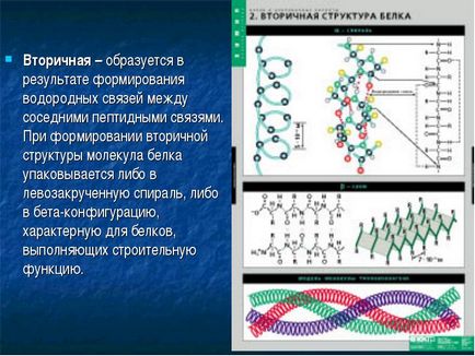 Вуглеводи мономери вуглеводів - прості цукри або моносахариди