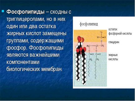 Вуглеводи мономери вуглеводів - прості цукри або моносахариди