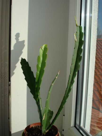 Rădăcini și butași de plante din epiphyllum (cactus-orhidee)