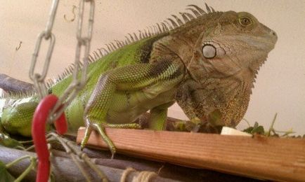 Iguana harapás (harapás) harapás leguánok