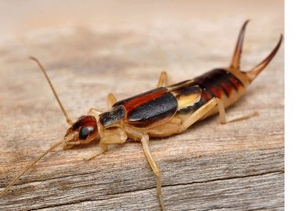 Megsemmisítése earwigs egy lakásban ház és udvar