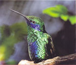 Păsări unice de colibri - portal de articole interesante