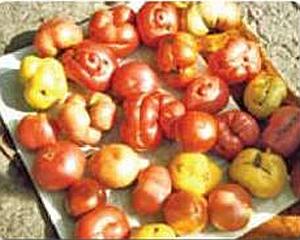 Потворні помідори, фасціація томатів, секрети саду