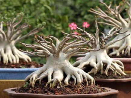 Adenium de îngrijire la domiciliu, plantare, transplant, reproducere, boli, fotografii și video