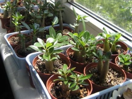 Adenium de îngrijire la domiciliu, plantare, transplant, reproducere, boli, fotografii și video