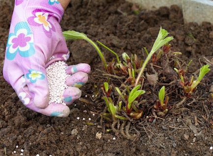 Îngrijirea căpșunilor în primăvară - principalele căi de mulcire și regulile de nutriție a plantelor