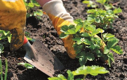 Îngrijirea căpșunilor în primăvară - principalele căi de mulcire și regulile de nutriție a plantelor