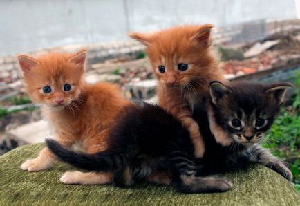 Gondozása kölykök Maine Coon - tippek és trükkök