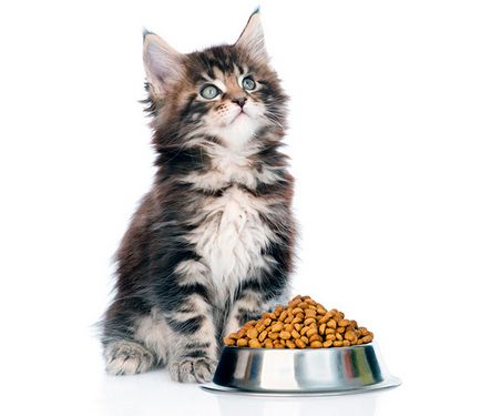Догляд за кошенятами мейн-куна - поради і рекомендації