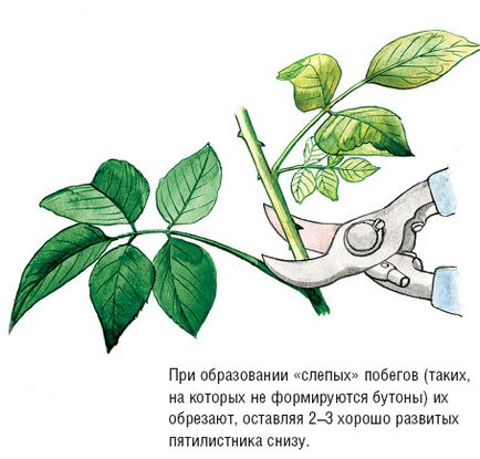 Догляд за трояндами в серпні