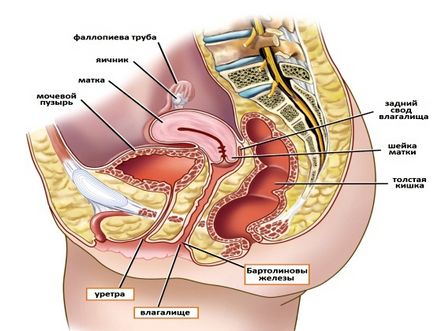 Uzi mic pelvis la femei, care arată concluzia, transcrierea