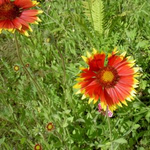 Ismerje Gaillardia, különösen a termesztés és gondozás