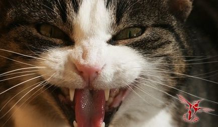 Cetățenii străini 25 fapte despre pisici - un mesager la