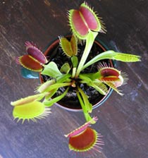 Venus flytrap - îngrijire și reproducere