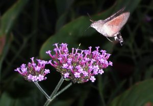 Verbena de la vampiri