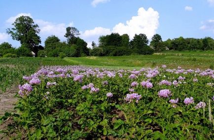 Види підгодівлі картоплі, терміни внесення добрив