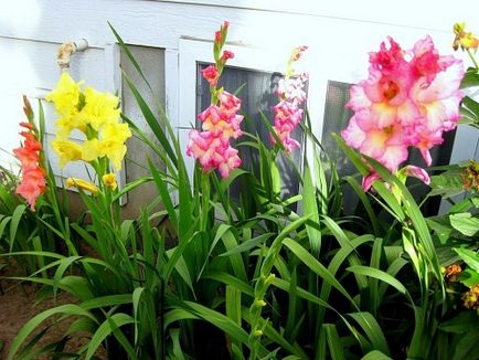 Cultivarea gladioli acasă cum să aibă grijă de flori