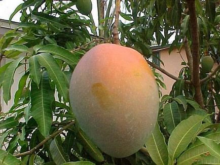 Creșteți mango